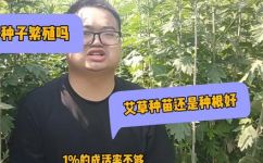 艾草有种子吗(艾草种子哪里有买？艾草种子怎么种？ )