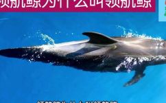 领航鲸资料简介(领航鲸：详细介绍及相关资料大全)