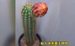 仙人球开花是什么兆头(揭开仙人球开花的真相，这是怎样一种兆头？)