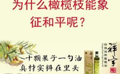 橄榄枝是什么意思和解释(橄榄枝功效寓意解释 )