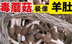羊肚菌是发物吗(羊肚菌：到底是食用菌还是毒菌？)