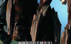 蝙蝠怕什么气味和东西(揭秘蝙蝠惧怕的气味和物质)