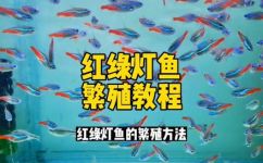 热带鱼霓虹灯是怎么繁殖的(热带鱼霓虹灯的繁殖方法详解)