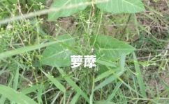 属于萝藦科的有哪几种药用植物(萝藦科药用植物有哪些？)