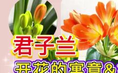 家里的君子兰开花有何寓意(绿植养护家中君子兰绚丽开花，观赏美景背后的文化寓意)