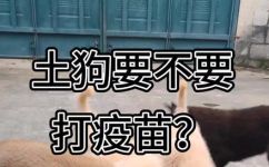 为什么土狗不用打疫苗(土狗为什么不需要打疫苗？解密土狗免疫机制)