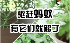 蚂蚁怕啥(蚂蚁怕啥？如何防止蚂蚁入侵？)