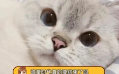 大约是爱的演员(揭秘大约是爱的演员阵容，你不可错过的人气明星名单)