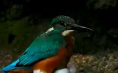 翠鸟属于什么型鸟类(翠鸟属于哪个鸟类分类？探索翠鸟的科属信息)