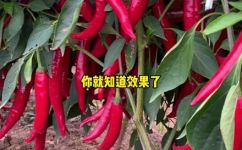 家庭怎样种植辣椒(家庭种植辣椒超详细的栽种技巧和养护方法)