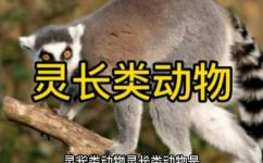 灵长类动物是指哪些动物(灵长类动物，它们包括哪些动物？探寻灵长类动物的定义与种类)