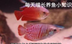 丽丽鱼的养殖方法(丽丽鱼养殖详解，助您轻松培育美丽鱼类)