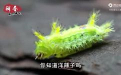 农忖洋刺子是什么动物(了解农忖洋刺子神秘动物的生物特征及生态研究)