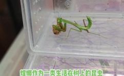 小螳螂怎么养(如何正确养护小螳螂：育种技巧与注意事项)
