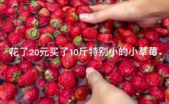 草莓干的简单做法(草莓干的制作方法)