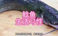 胡子鱼是什么鱼(胡子鱼是哪种鱼？解析胡子鱼的品种和特征)