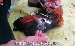 什么鸡叫阉鸡(阉鸡是什么？了解阉鸡的营养价值以及使用方法)