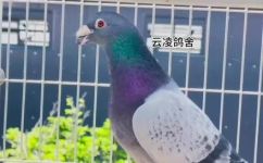 鸽子吃大米吗(鸽子可以吃大米吗？营养价值解析和喂食技巧分享)