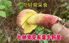 牛肝菌有没有毒(牛肝菌真的有毒吗？解密牛肝菌的真相)