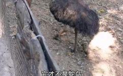 鸸鹋读音介绍(深入了解鸸鹋的发音，教您正确读准鸸鹋名称)