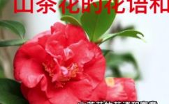 山茶花的花语是什么意思(热搜解读山茶花的花语含义)