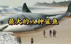 鲨鱼的种类(鲨鱼分类大全：了解不同种类的鲨鱼及其特点)