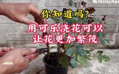 可乐可以浇花吗能浇什么花(实验揭秘可乐能否用于浇花？浇什么花最适合？)