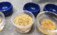 浮小麦是什么(如何了解浮小麦，浮小麦简介及作用，了解浮小麦的好处)