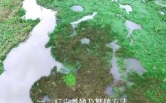 红虫怎么养(如何科学养殖红虫，提高养殖效益？)