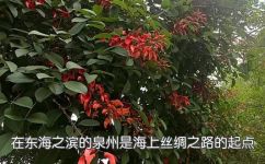 缀满枝头什么意思(缀满枝头的含义及文化渊源)