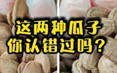 吊瓜子是什么瓜的籽吊瓜子怎么挑选(吊瓜子是什么瓜的籽？吊瓜子如何选择？获取知识来了解更多)