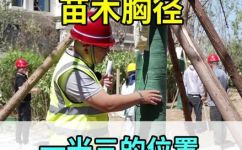 胸径是什么意思(胸径解读：你知道胸径有哪些含义吗？)