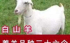 羊的种类有哪些(羊的品种分类详细介绍各种羊的种类及特征)