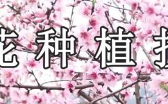 桃花适合在什么地方生长(桃花适宜栽种的地点和环境条件探讨)