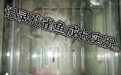 孔雀鱼多长时间长大(孔雀鱼成长需要多长时间？ 孔雀鱼生长周期有多久？ 孔雀鱼长大需要多长时间？)