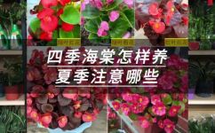 四季海棠家庭养殖注意事项(海棠养殖专家教你四季家庭养殖海棠的注意事项)