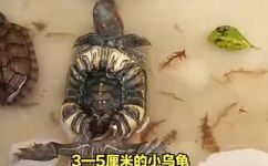 巴西龟幼苗吃什么(巴西龟幼苗的饮食需求是什么？ 了解巴西龟幼苗的营养需求)