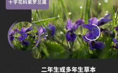 紫罗兰是什么(紫罗兰是什么？了解这种常见的植物)