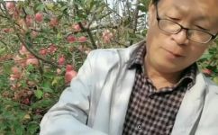 苹果保鲜储存小窍门(如何让苹果保鲜更久？教你几个简单的储存小窍门)