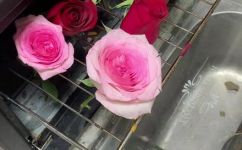 鲜花怎样保鲜时间更长一点呢(如何延长鲜花保鲜时间？全面解析鲜花保鲜小技巧)
