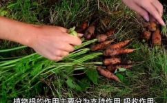 什么植物的根是须根(须根植物有哪些？什么植物的根是须根？)