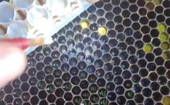 蜂王浆是什么做的(蜂王浆的制作方法及功效)