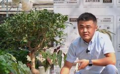 怎么养好桂花盆栽(桂花盆栽养护技巧大揭秘，轻松打造美丽的花园)