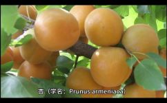 杏可以组什么词语(探究杏的用途：杏可以和哪些食材组成美味词汇？)