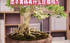 瓜子黄杨与小叶黄杨的区别(瓜子黄杨与小叶黄杨有何不同？全面解析)