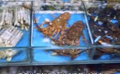 活的贝类海鲜怎么保存(活贝类海鲜保存技巧：鲜活海鲜长存的秘诀)