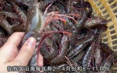黑虎虾是淡水虾还是海水虾(深度解析：黑虎虾的生态环境及区分淡水虾和海水虾)