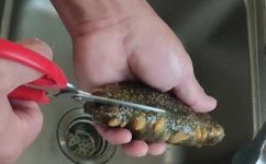 新鲜海参的最佳吃法(优美口感的新鲜海参的食用技巧让你欲罢不能)