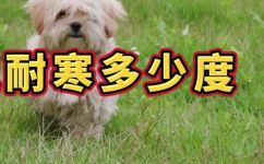 泰迪怕冷吗能承受的低温(泰迪犬是否怕冷？了解它们能够承受的低温范围)