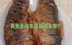 海青鱼是深海鱼吗(海青鱼是否属于深海鱼类？优秀解析)